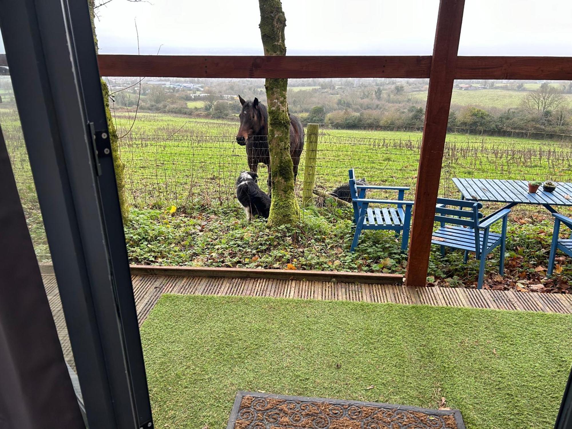 Sky Gazer Cabin In The Woods Dublin Bagian luar foto